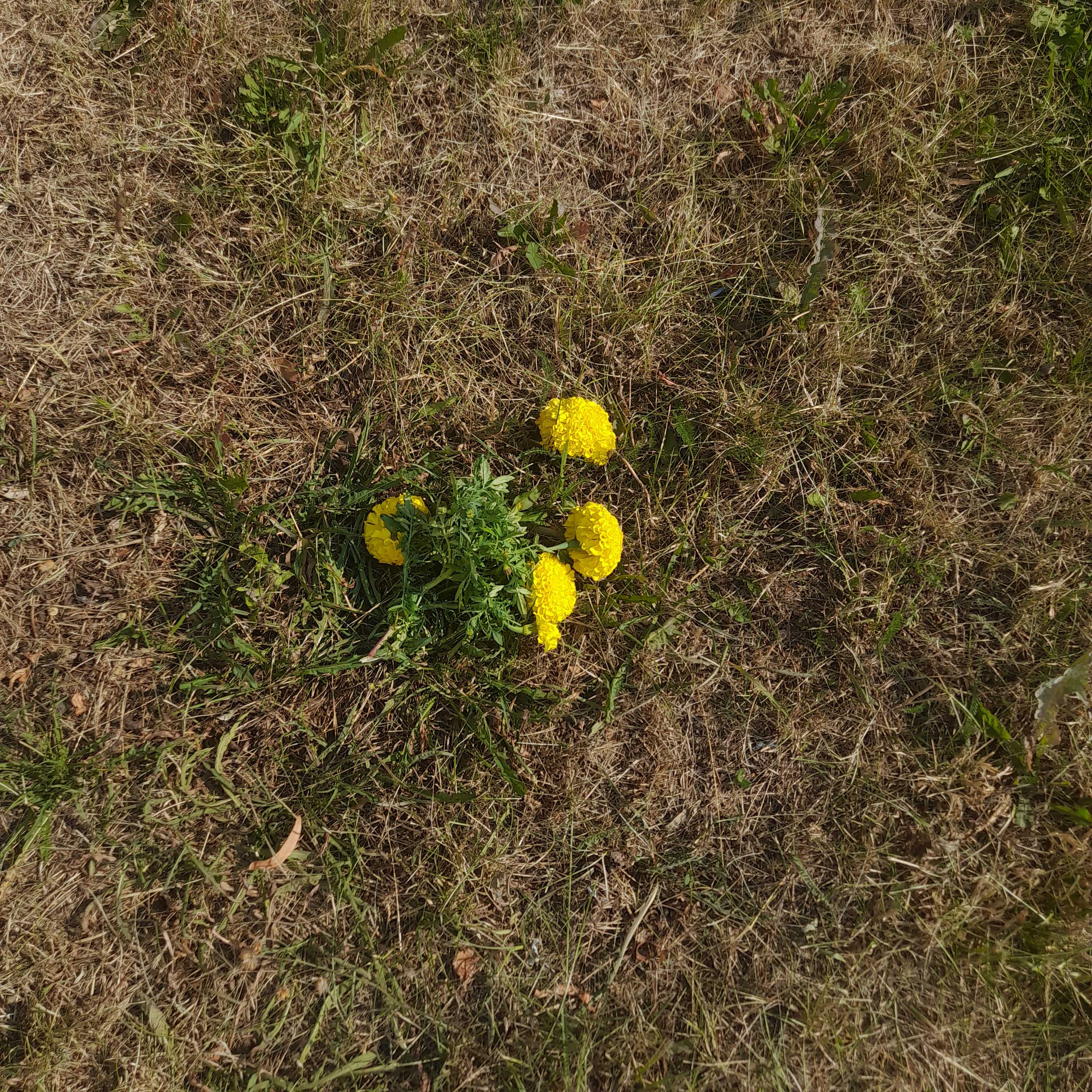 someone left flowers